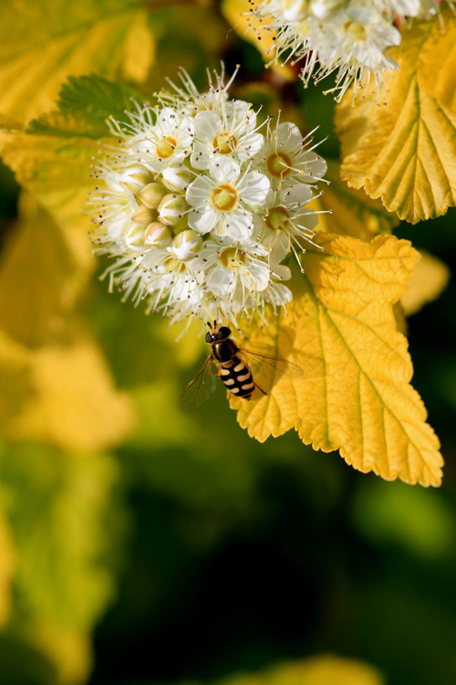 城市綠化 彩葉樹種 藍(lán)葉忍冬