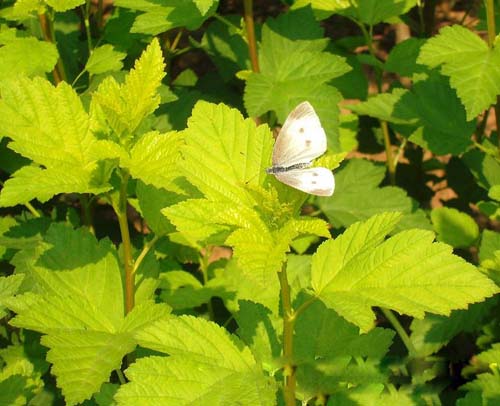 城市綠化 彩葉樹種 藍(lán)葉忍冬