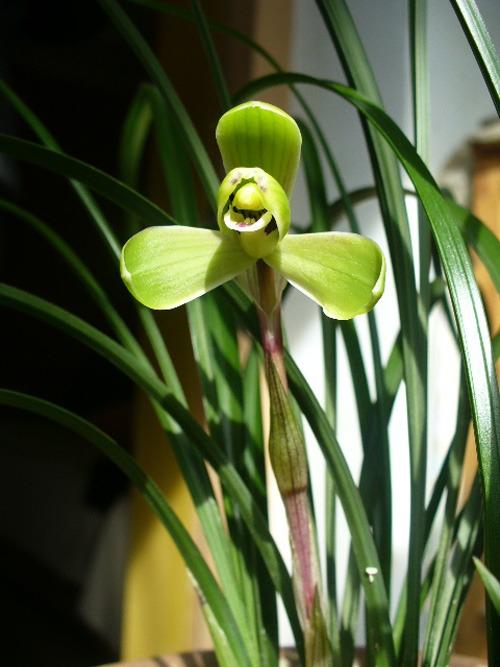 中國蘭 春蘭 花卉