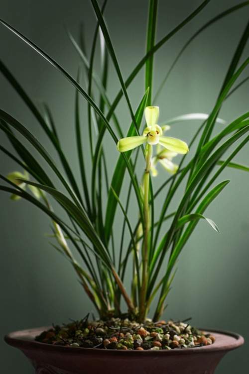 中國蘭 春蘭 花卉