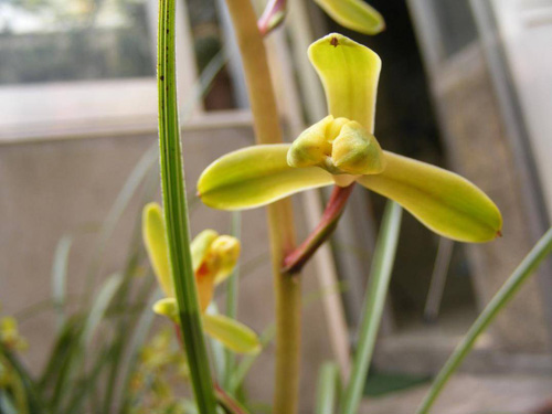 中國蘭 蕙蘭 花卉