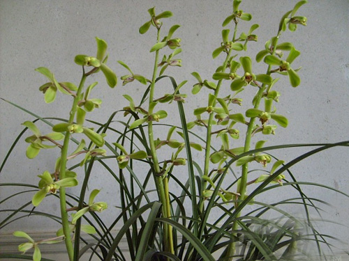 中國蘭 蕙蘭 花卉