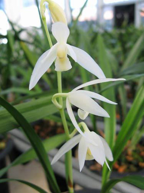 中國蘭 建蘭 花卉