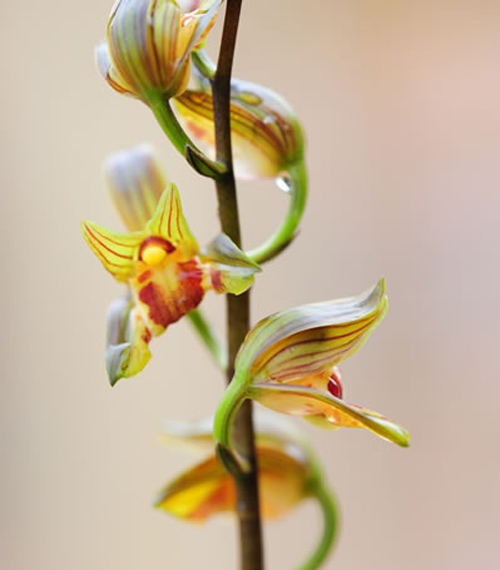 中國蘭 墨蘭 花卉