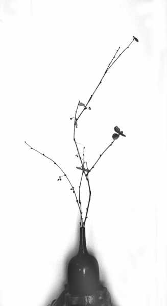 插花 切花 食糖