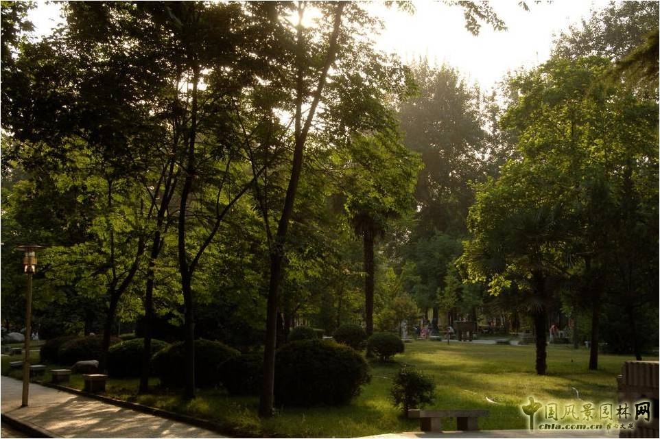 喬灌草的復式種植