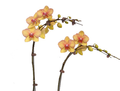 洋蘭 蝴蝶蘭 蘭花