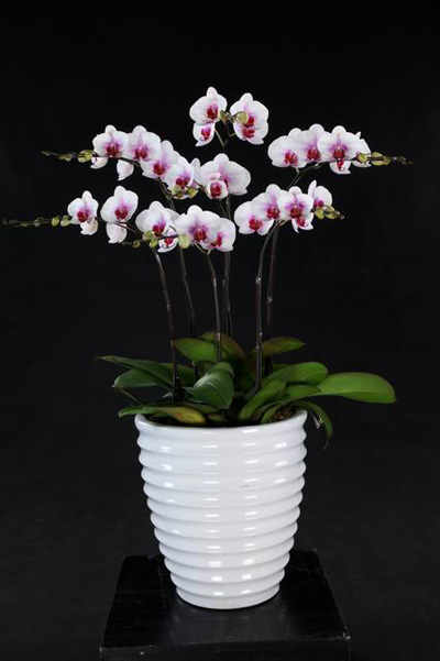 洋蘭 蝴蝶蘭 蘭花