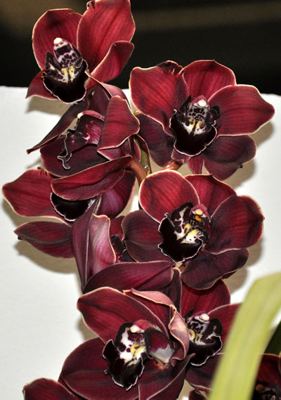 洋蘭 大花蕙蘭 虎頭蘭