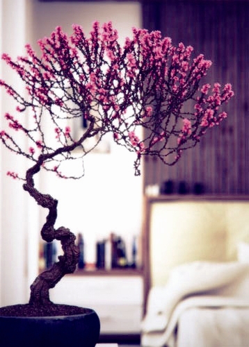 微盆景 盆栽藝術(shù) 年宵花系列