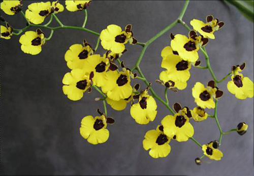 洋蘭 文心蘭 跳舞蘭