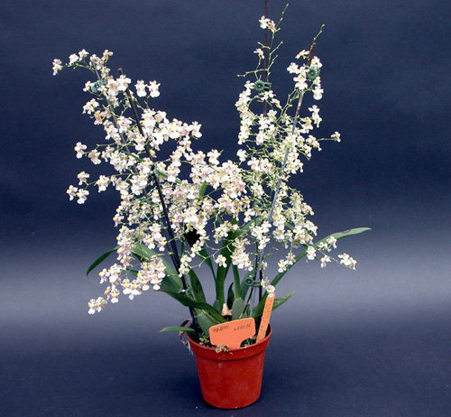 洋蘭 文心蘭 跳舞蘭