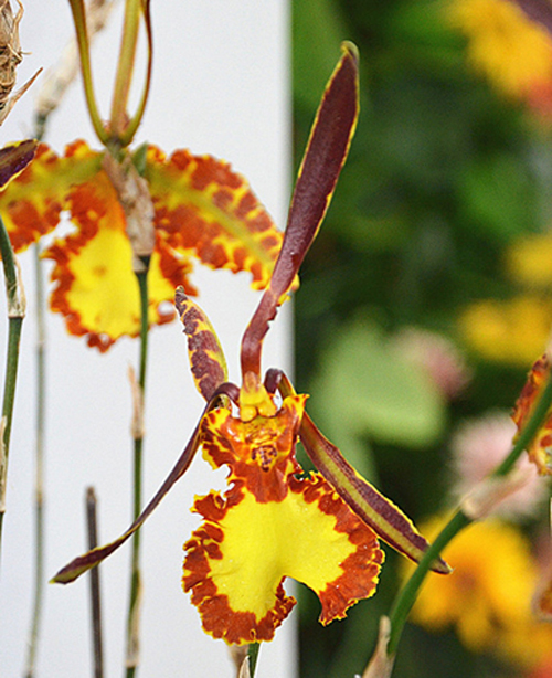 洋蘭 文心蘭 跳舞蘭