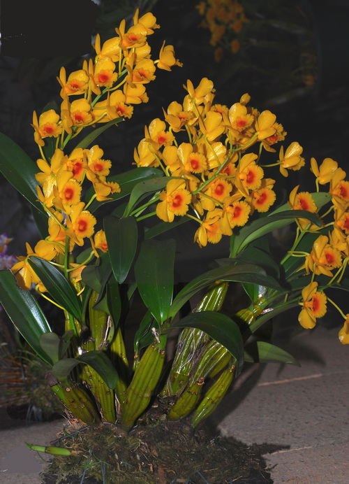 洋蘭 石斛蘭 鼓槌石斛