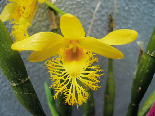 洋蘭 石斛蘭 鼓槌石斛