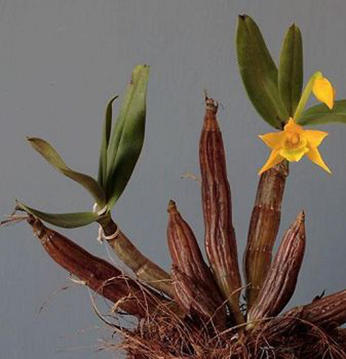 洋蘭 石斛蘭 鼓槌石斛