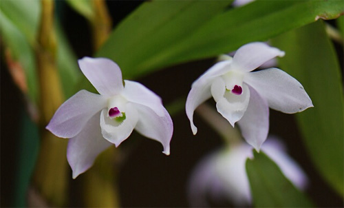 洋蘭 石斛蘭 鼓槌石斛