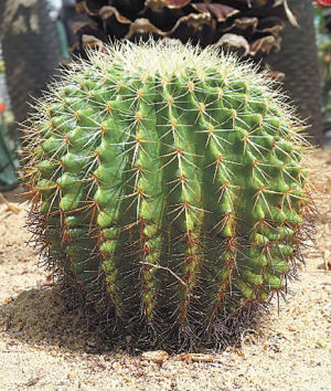 園藝師 室內養花 觀賞植物 