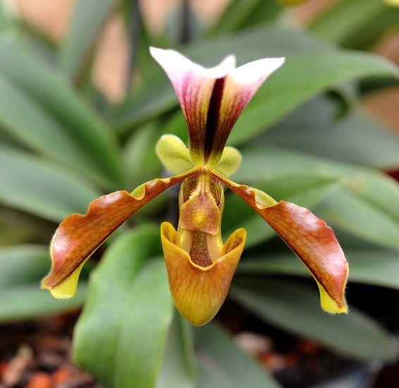 洋蘭 兜蘭 硬葉兜蘭