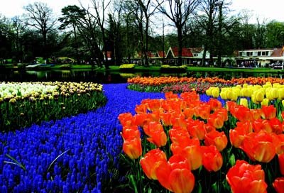 荷蘭庫肯霍夫郁金香公園