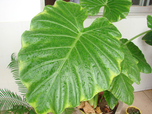 PM2.5 花卉 滴水觀音