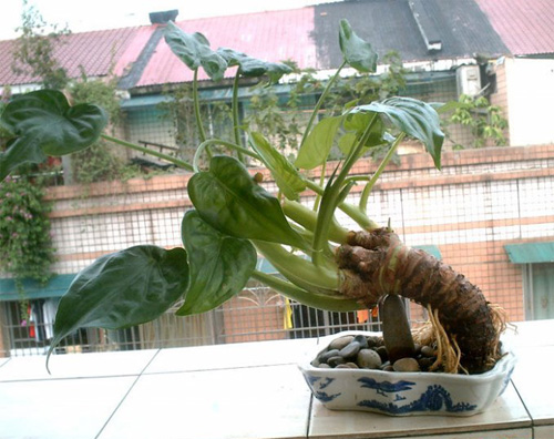 PM2.5 花卉 滴水觀音