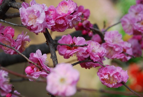 北京植物園桃花 公園 中國風景園林網