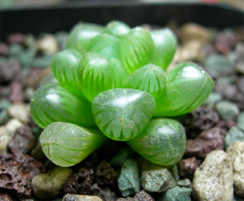 多肉植物 玉露 十二卷屬