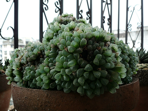 多肉植物 玉露 十二卷屬