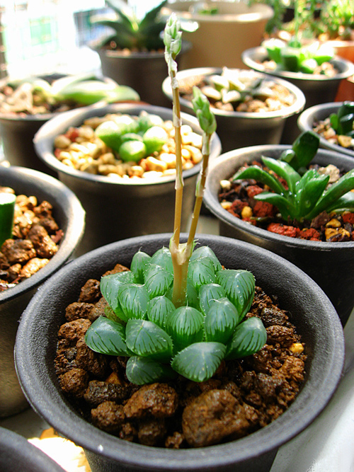 多肉植物 玉露 十二卷屬