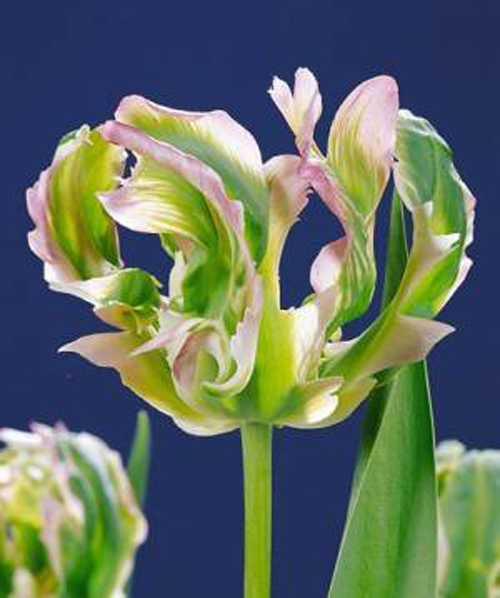 郁金香 鸚鵡 花卉