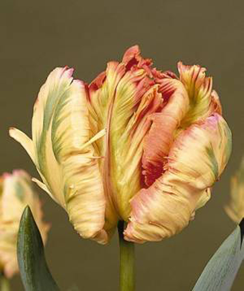 郁金香 鸚鵡 花卉