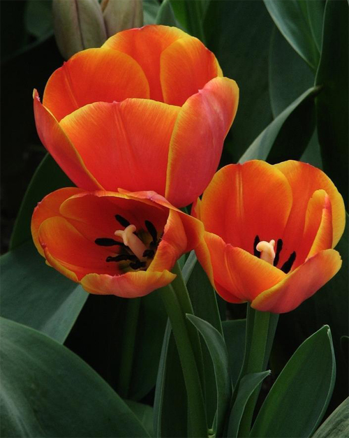 郁金香 達爾文 花卉