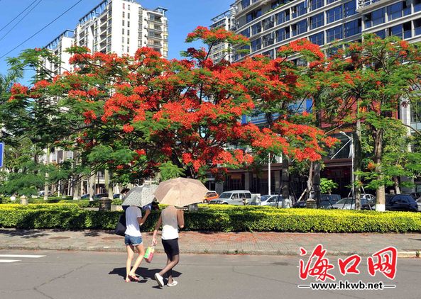 海口市鳳凰花