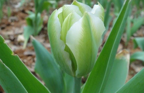 郁金香 綠斑型 花卉