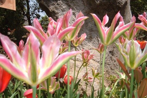 郁金香 綠斑型 花卉