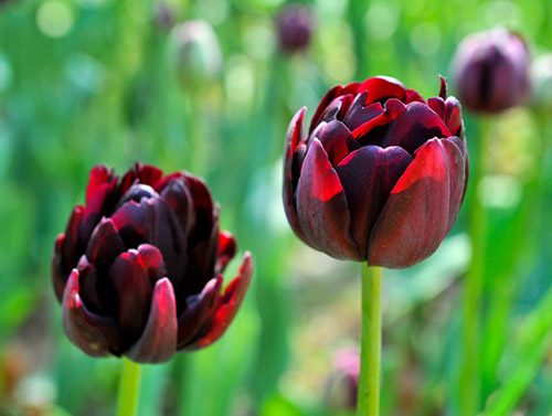 郁金香 黑色 花卉