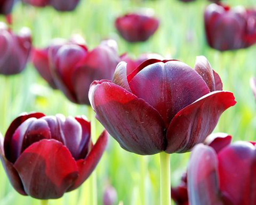 郁金香 黑色 花卉