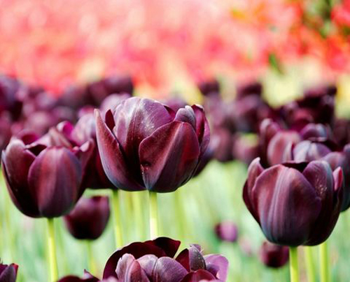 郁金香 黑色 花卉