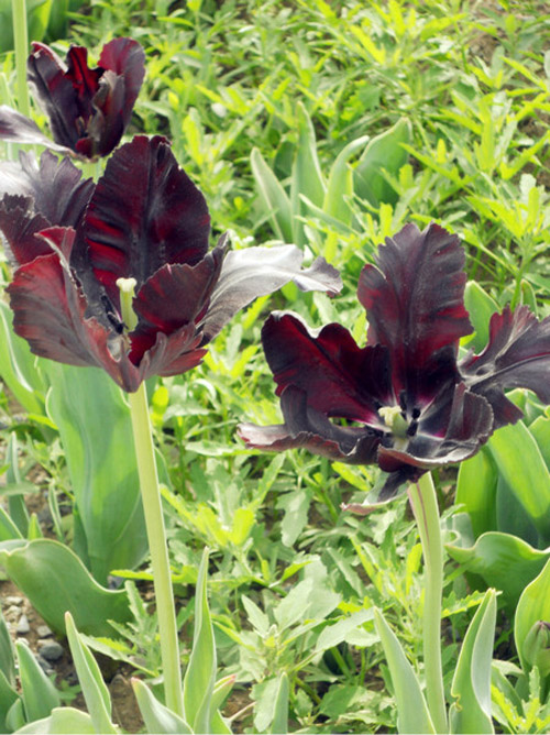 郁金香 黑色 花卉