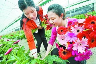 菊花