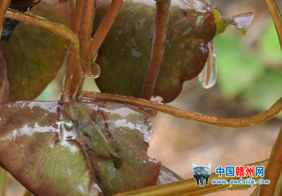圖為新發(fā)現(xiàn)的野生莼菜。