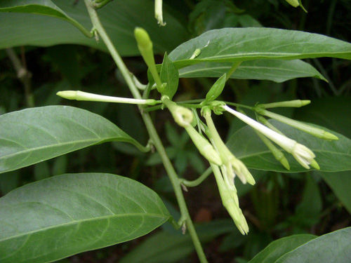 清涼 植物 夜來香