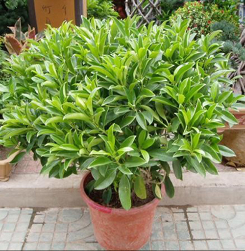 夏日 花卉 米蘭