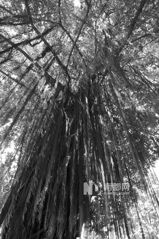 古樹 沉香 植物保護