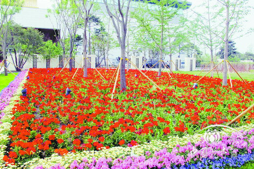 天竺葵 花卉 應用