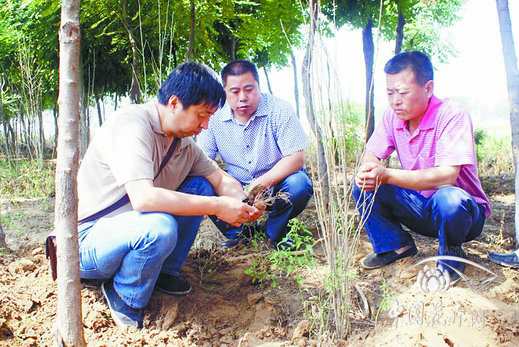 河北農(nóng)業(yè)大學園林學院教授地頭解難題