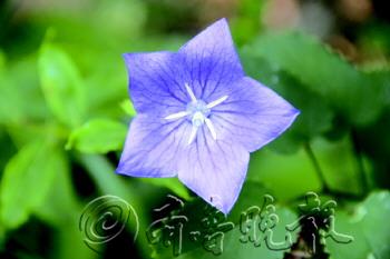 青島 瀕危植物 景區(qū)