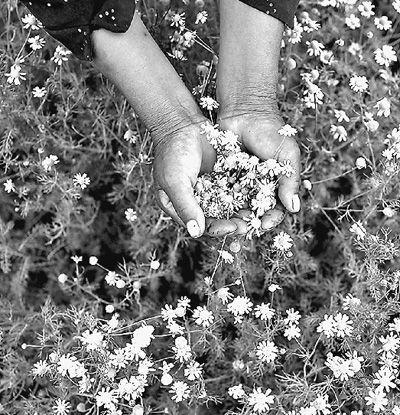 工作人員在示范基地里采集洋甘菊。