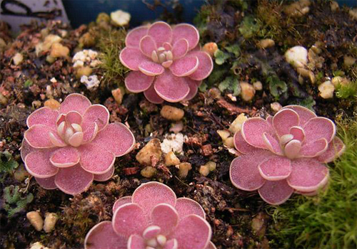 花卉 捕蟲堇 捕蟲植物